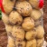 黄心土豆河南精品土豆品类齐全规格丰富产地直发欢迎选购