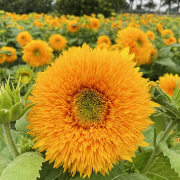 玩具向日葵种子观赏矮向花阳台盆栽春夏秋四季播籽花卉食用