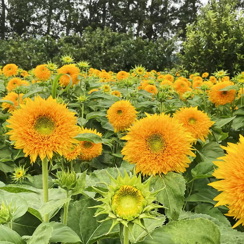 玩具向日葵种子观赏矮向花阳台盆栽春夏秋四季播籽花卉食用