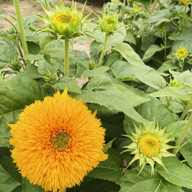 玩具向日葵种子观赏矮向花阳台盆栽春夏秋四季播籽花卉食用