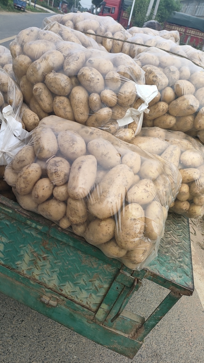 黄心土豆河南精品土豆品类齐全规格丰富产地直发欢迎选购