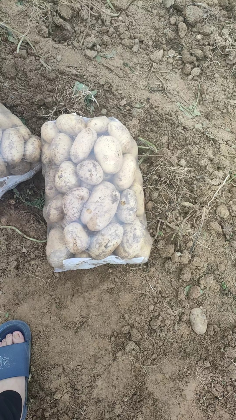 黄心土豆河南精品土豆品类齐全规格丰富产地直发欢迎选购