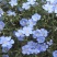 蓝花亚麻花种子室内外盆栽庭院花坛四季播易活多年生蓝紫花卉种孑