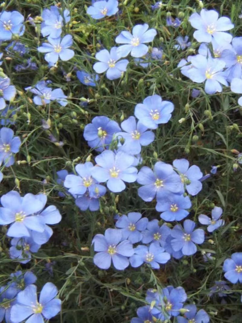蓝花亚麻花种子室内外盆栽庭院花坛四季播易活多年生蓝紫花卉种孑