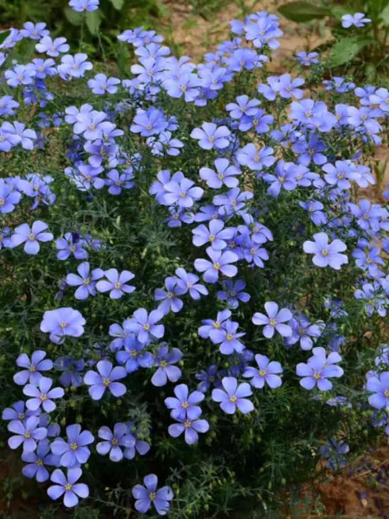 蓝花亚麻花种子室内外盆栽庭院花坛四季播易活多年生蓝紫花卉种孑