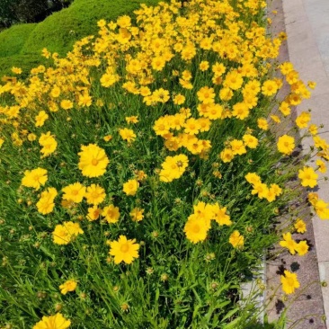 金鸡菊种子大花多年生四季种易活金鸡菊花籽景观花卉花海花种子