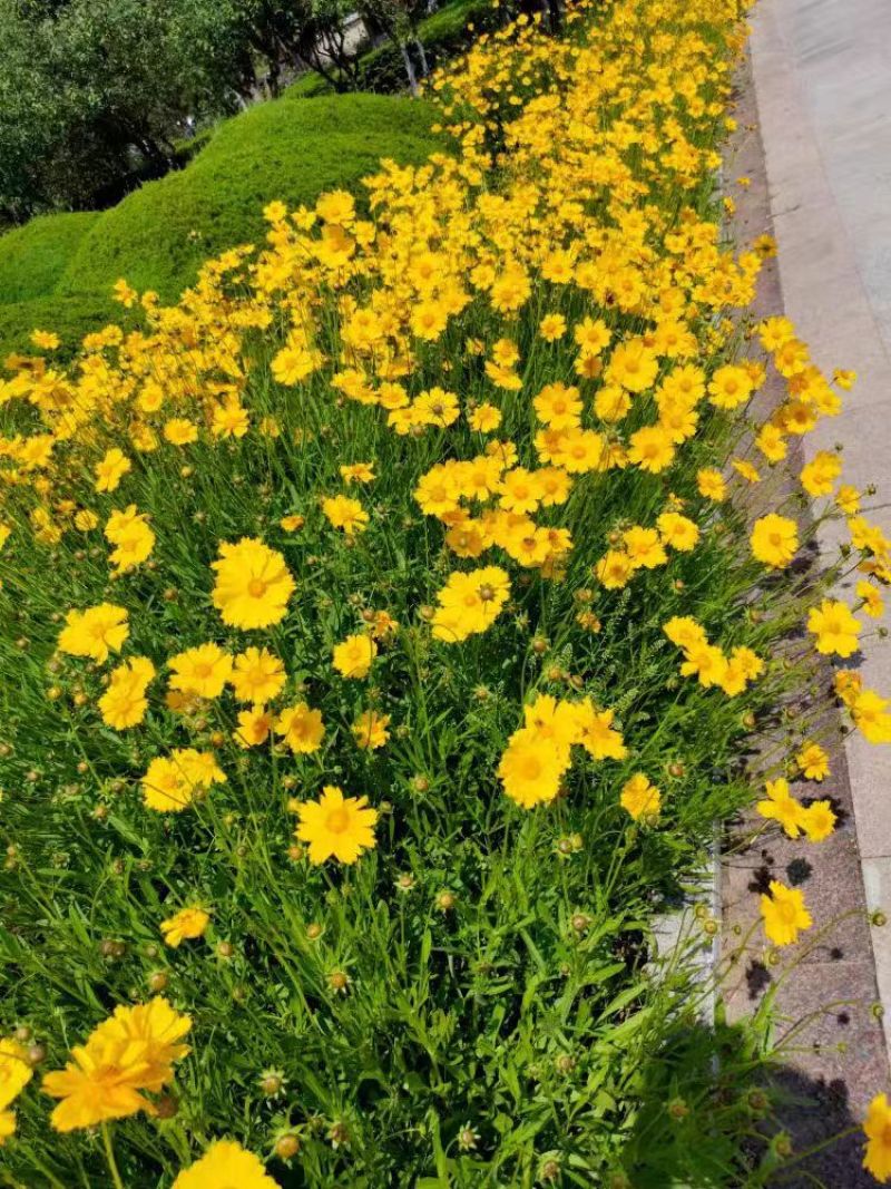 金鸡菊种子大花多年生四季种易活金鸡菊花籽景观花卉花海花种子