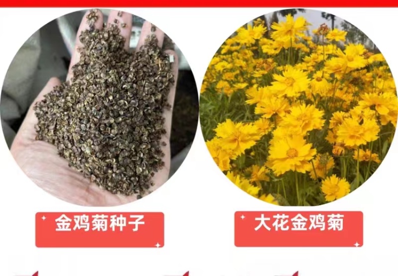 金鸡菊种子大花多年生四季种易活金鸡菊花籽景观花卉花海花种子