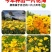 金鸡菊种子大花多年生四季种易活金鸡菊花籽景观花卉花海花种子