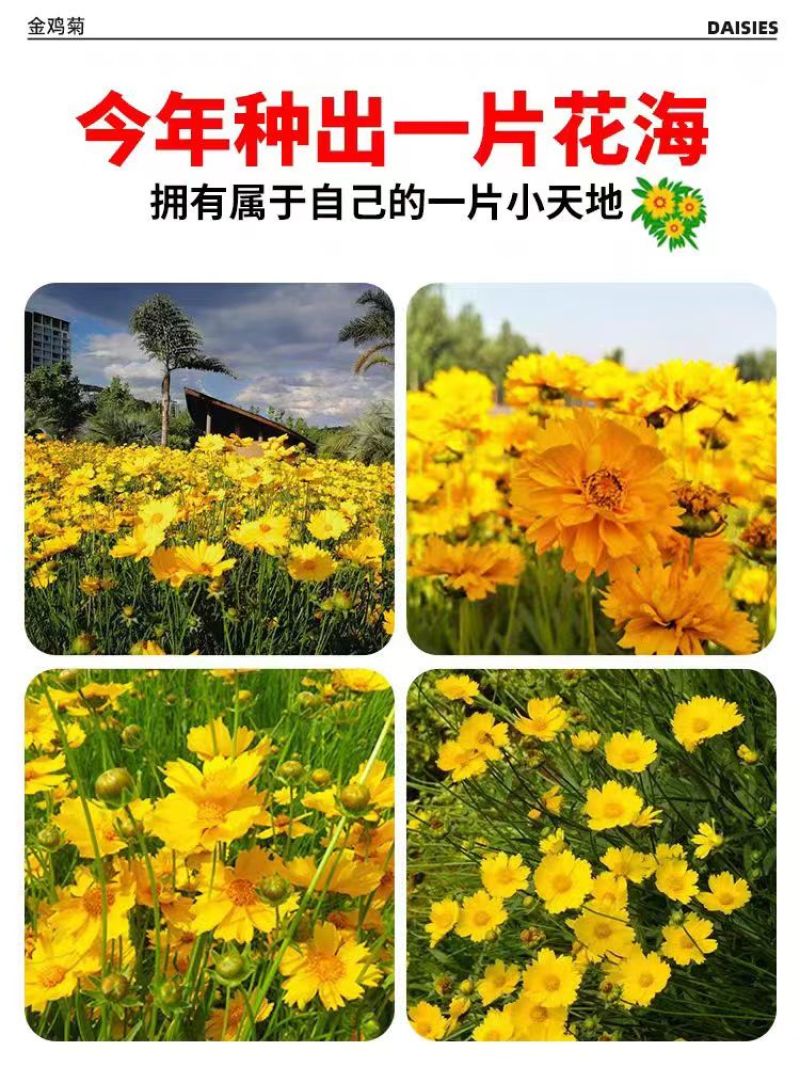 金鸡菊种子大花多年生四季种易活金鸡菊花籽景观花卉花海花种子