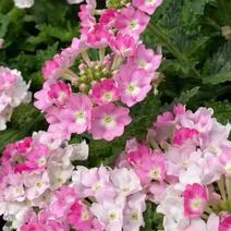 美女樱种籽子四季播种开花易活室内盆栽苗室外庭院植物花卉种孑