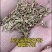 美女樱种籽子四季播种开花易活室内盆栽苗室外庭院植物花卉种孑