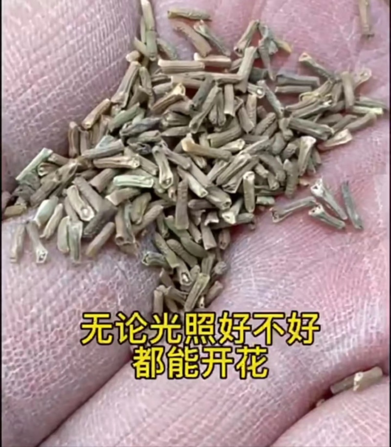 美女樱种籽子四季播种开花易活室内盆栽苗室外庭院植物花卉种孑