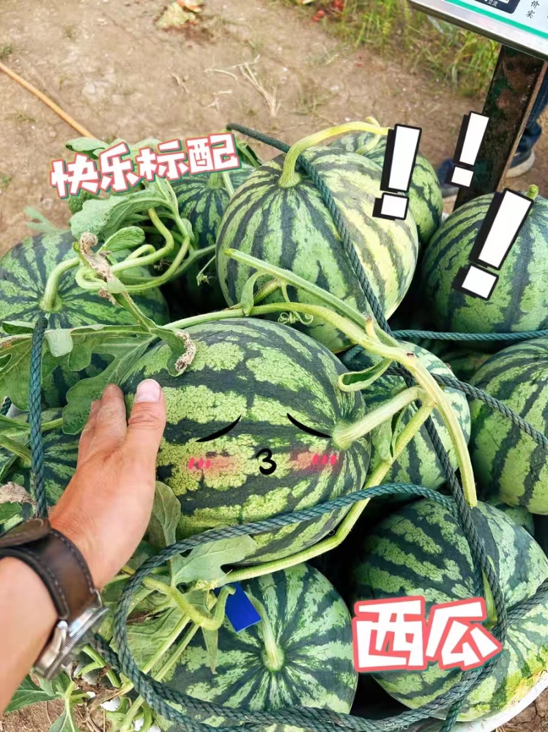 【实力】美都西瓜精品麒麟西瓜冰糖麒麟产地直发