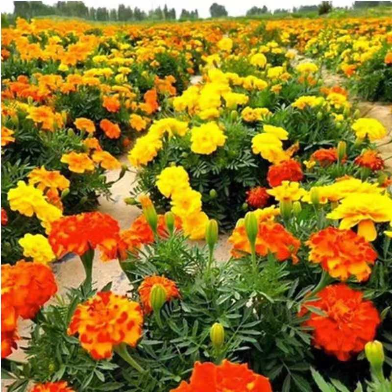 孔雀草花籽耐寒四季播种开花种籽子花卉易活景观绿化阳台庭院盆栽