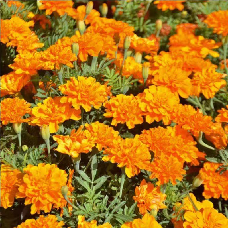 孔雀草花籽耐寒四季播种开花种籽子花卉易活景观绿化阳台庭院盆栽