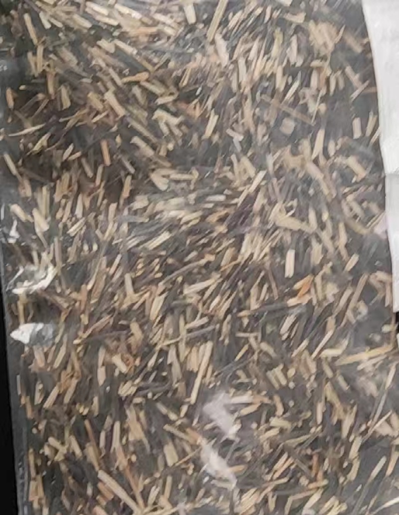 孔雀草花籽耐寒四季播种开花种籽子花卉易活景观绿化阳台庭院盆栽