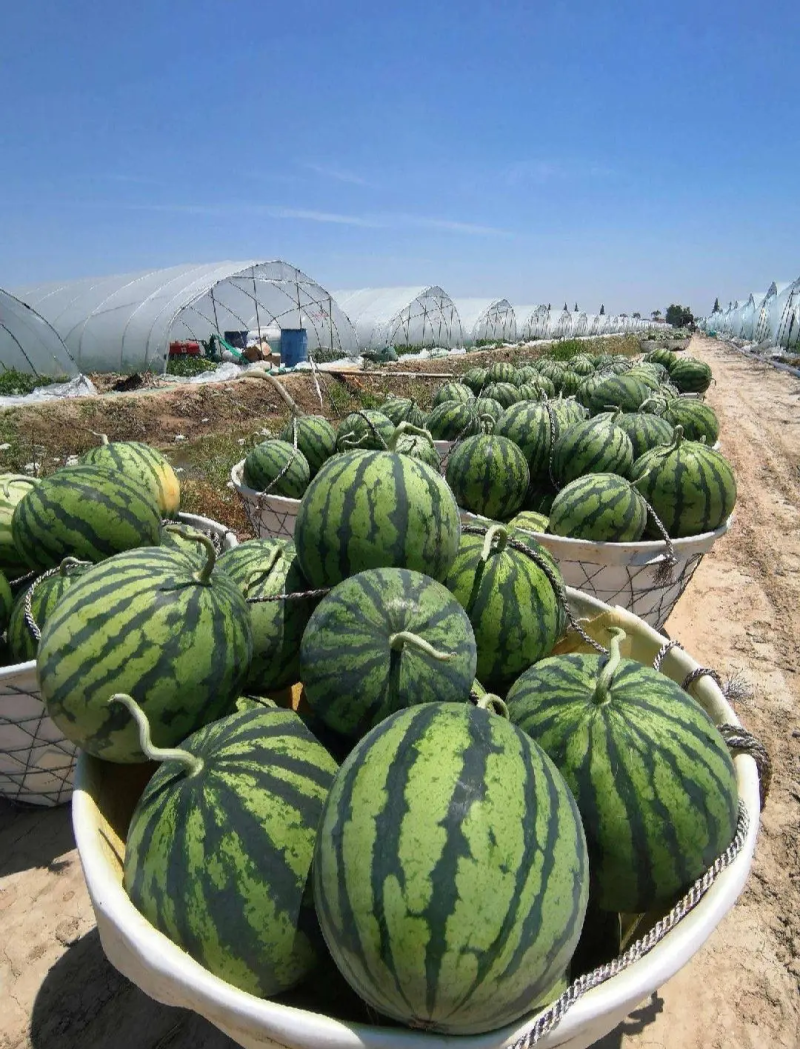 美都西瓜精品西瓜无籽脆瓤红壤质量三包量大优惠