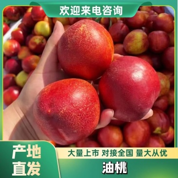 砀山油桃货源充足大量供货质量保证欢迎咨询采购
