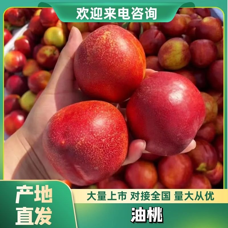 砀山油桃货源充足大量供货质量保证欢迎咨询采购