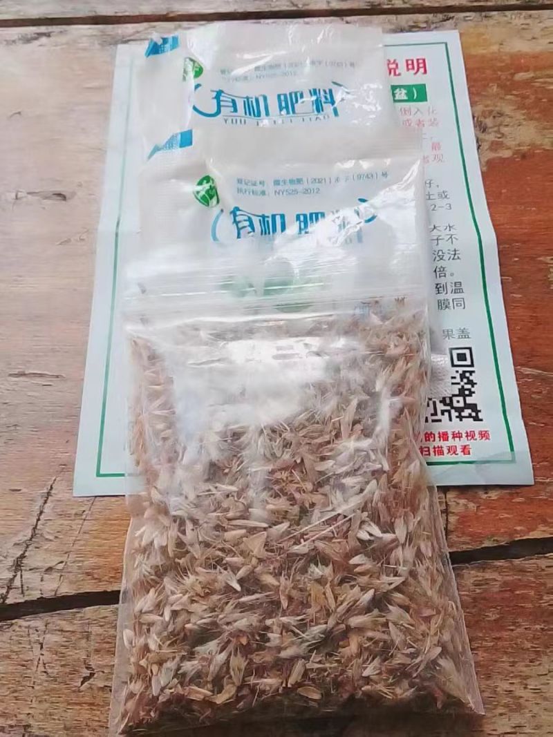 天人菊种子多年生宿根耐寒园林景观绿化花卉园艺花种籽子庭院阳台