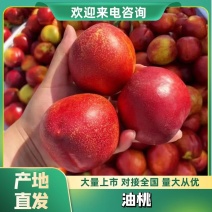 油桃货源充足大量供货质量保证欢迎咨询采购