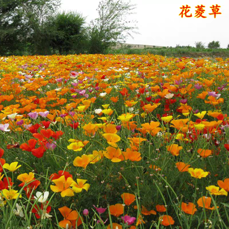 花菱草种子四季播种开花种籽子耐寒多年生庭院花籽室内外阳台盆栽