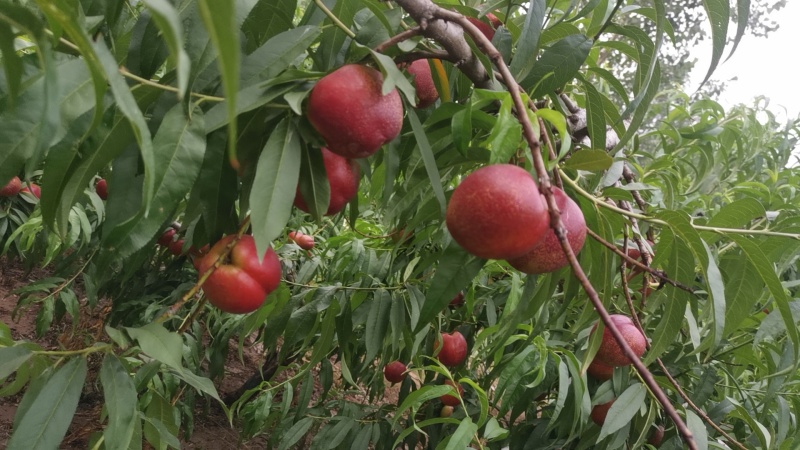 砀山油桃货源充足大量供货质量保证欢迎咨询采购
