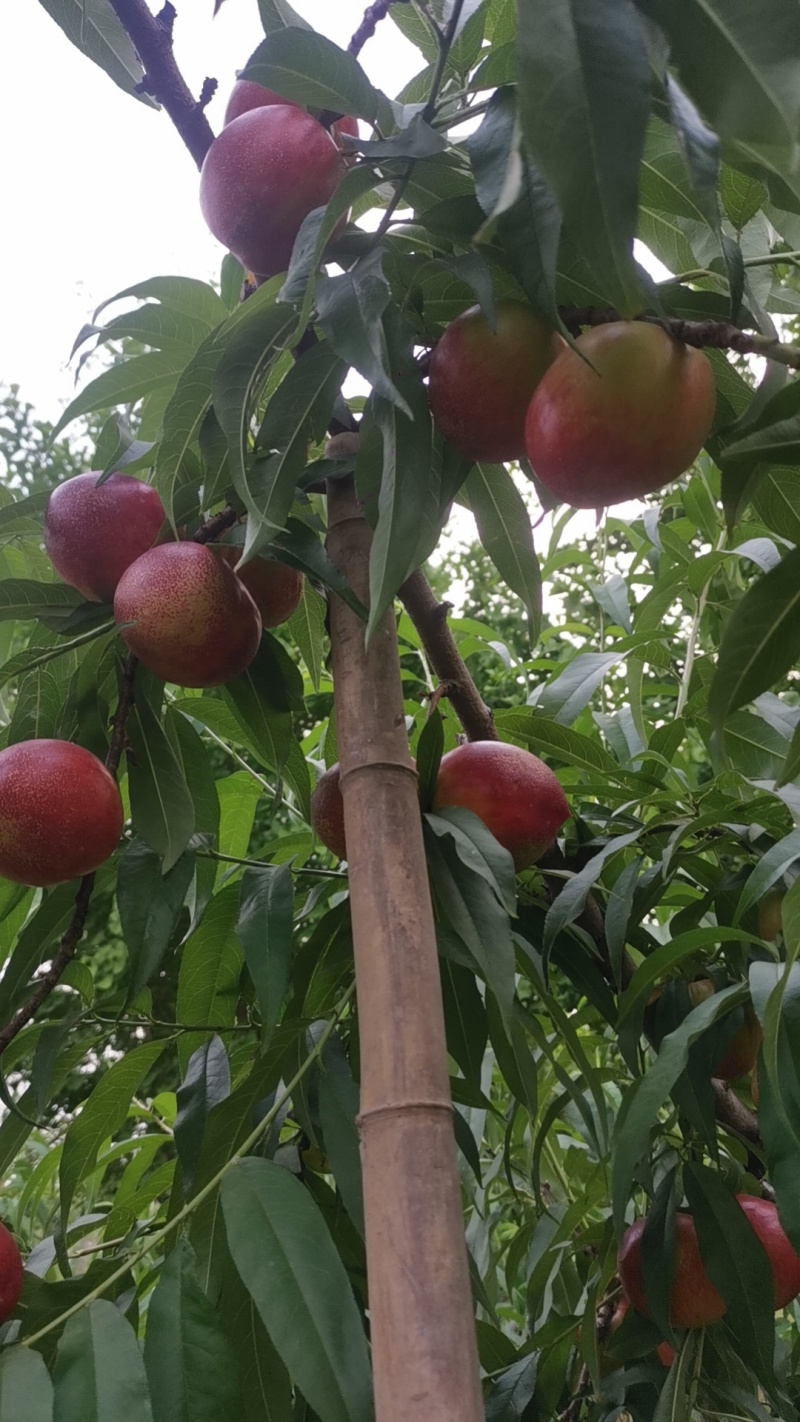 砀山油桃货源充足大量供货质量保证欢迎咨询采购