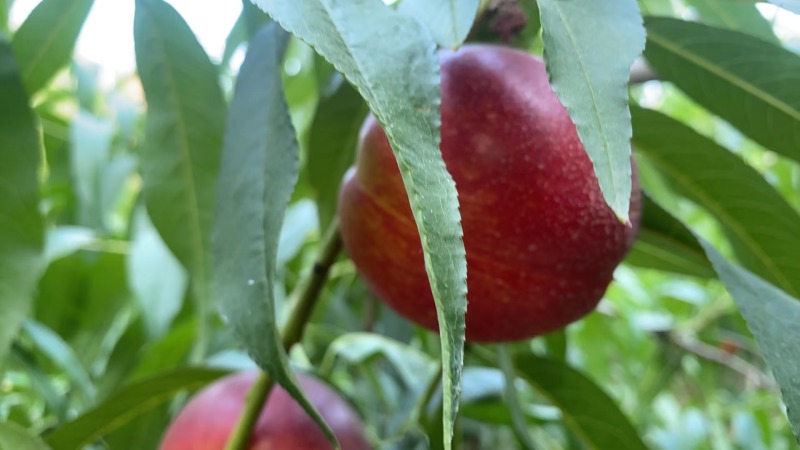 砀山油桃货源充足大量供货质量保证欢迎咨询采购