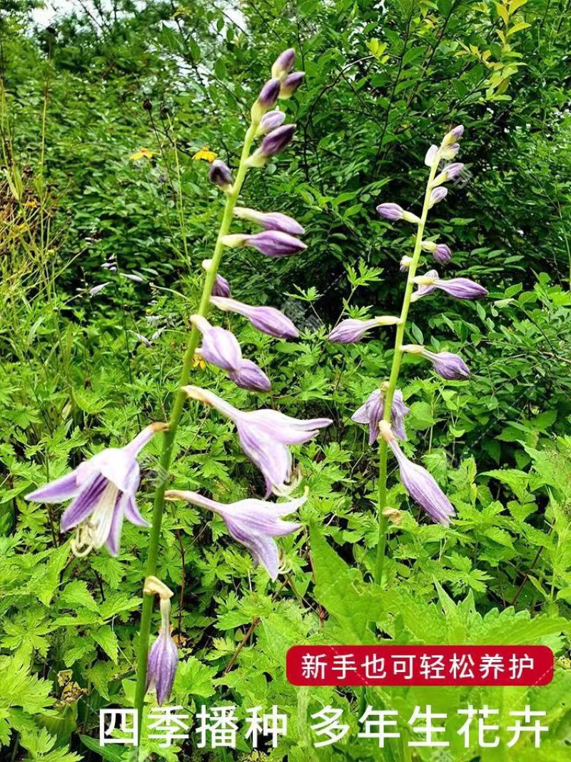 玉簪花籽多年生花卉四季易活花庭院盆栽种子孑