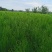 侧柏侧柏苗90公分左右基地直发量大从优欢迎咨询
