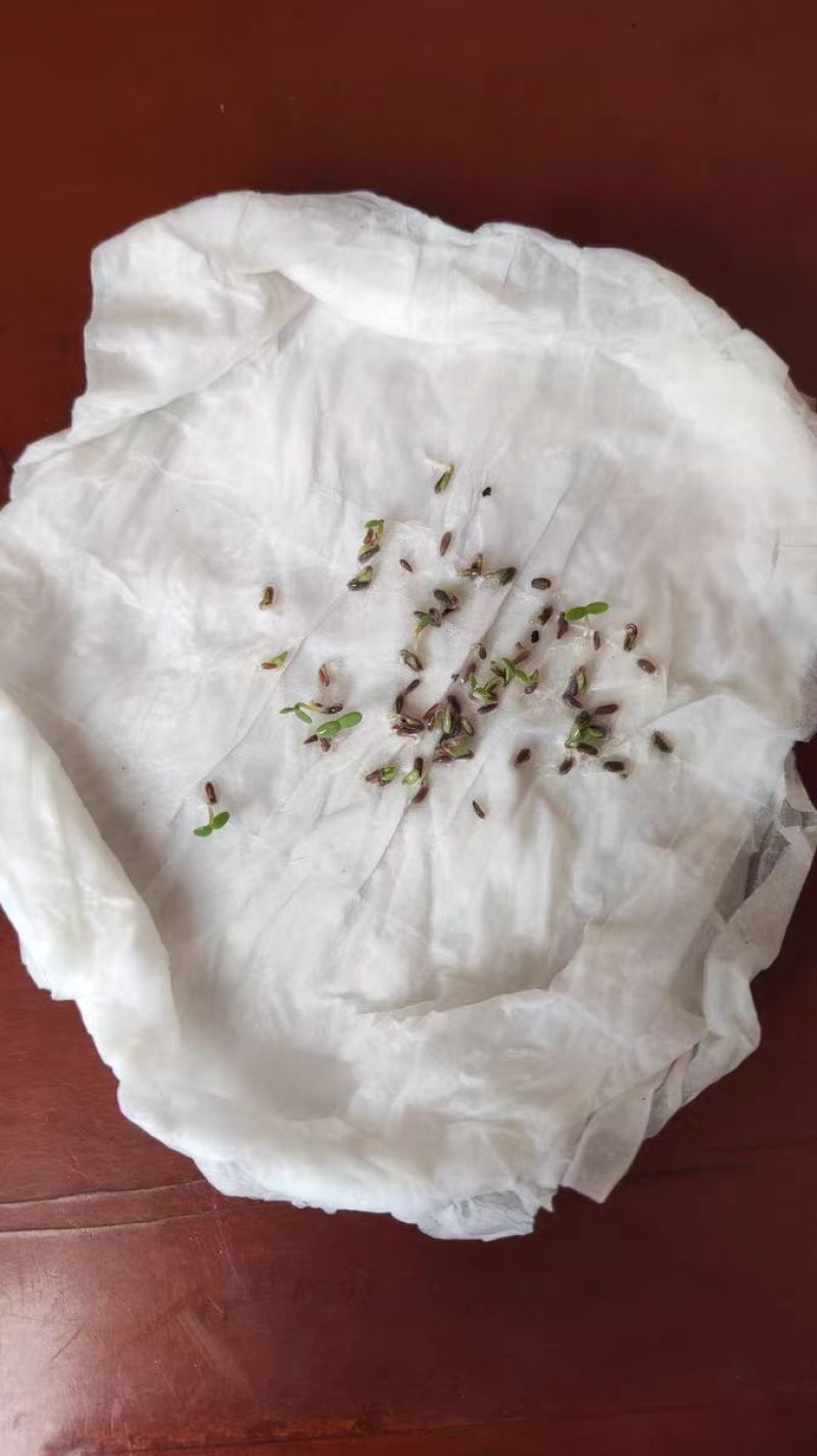 白晶菊花种子四季播种开花耐寒花籽室外阳台庭院盆栽花种籽子