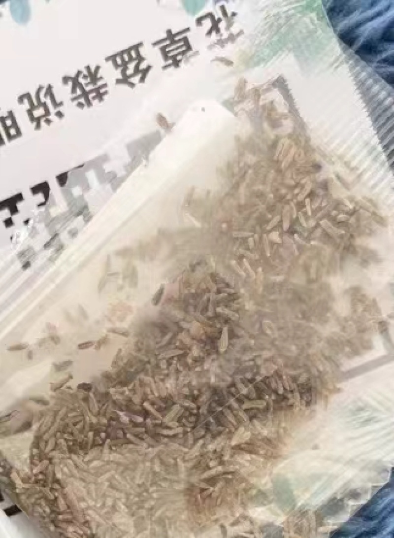 白晶菊花种子四季播种开花耐寒花籽室外阳台庭院盆栽花种籽子