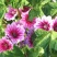 花种子锦葵花卉种子锦葵花种籽子四季易活高杆庭院花海种籽