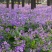 二月兰花种子四季阳台多年生室外庭院耐阴耐寒花籽