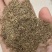 披碱草种子四季种耐旱耐寒耐盐碱