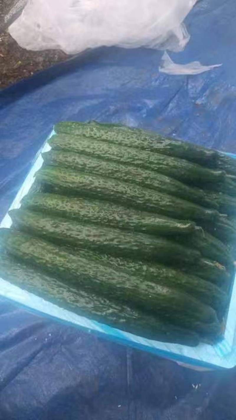 贵州精品黄瓜量大质优规格齐全一手货源欢迎咨询采购