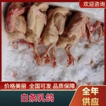 【优质白条鸽】肉质嫩营养价值高个头大全国价优