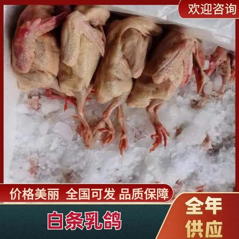 【优质白条鸽】肉质嫩营养价值高个头大代发全国价优