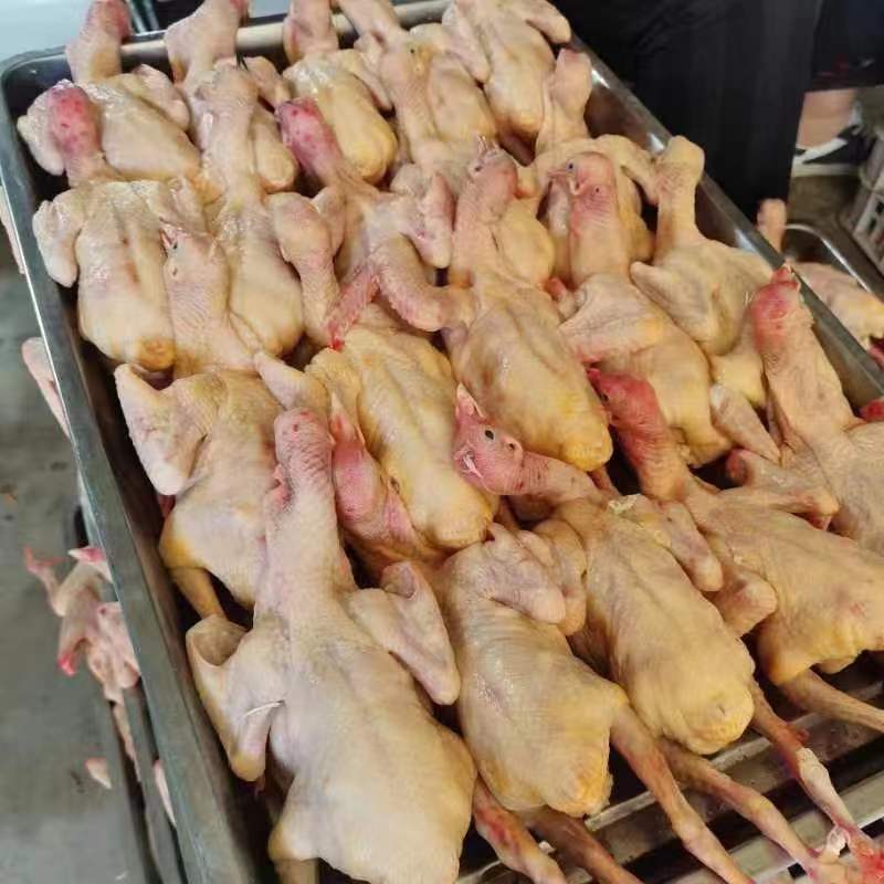 【优质白条鸽】肉质嫩营养价值高个头大代发全国价优