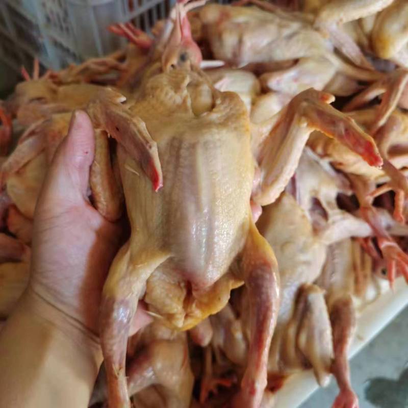 【优质白条鸽】肉质嫩营养价值高个头大代发全国价优