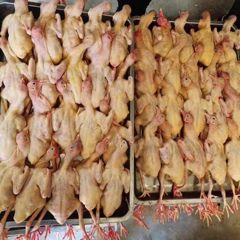【优质白条鸽】肉质嫩营养价值高个头大代发全国价优