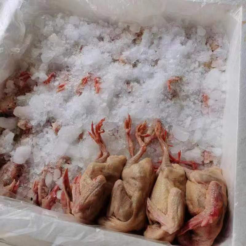 【优质白条鸽】肉质嫩营养价值高个头大代发全国价优