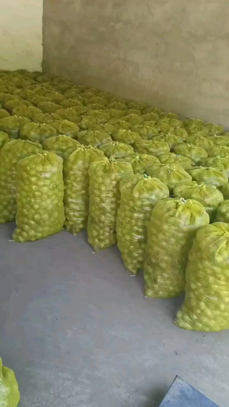 青皮核桃四川核桃大量供应可视频看货欢迎来电咨询