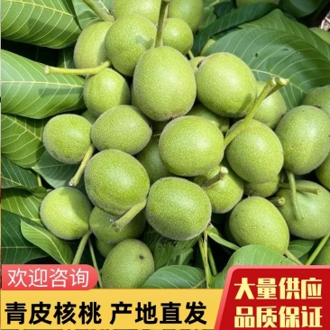 青皮核桃四川核桃大量供应可视频看货欢迎来电咨询