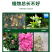 植挥官肥料高磷高钾花卉绿植蔬菜瓜果果树大量元素水溶肥料