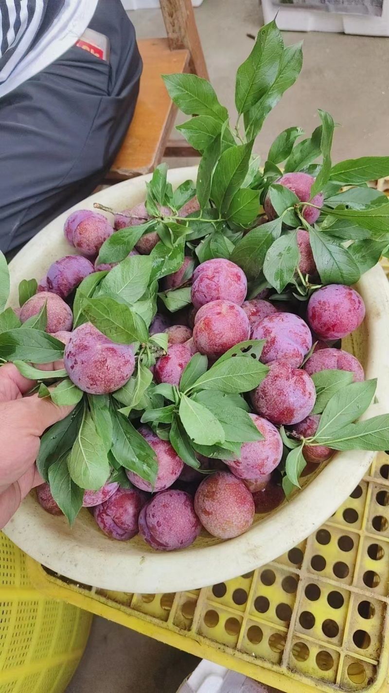 广西三华李