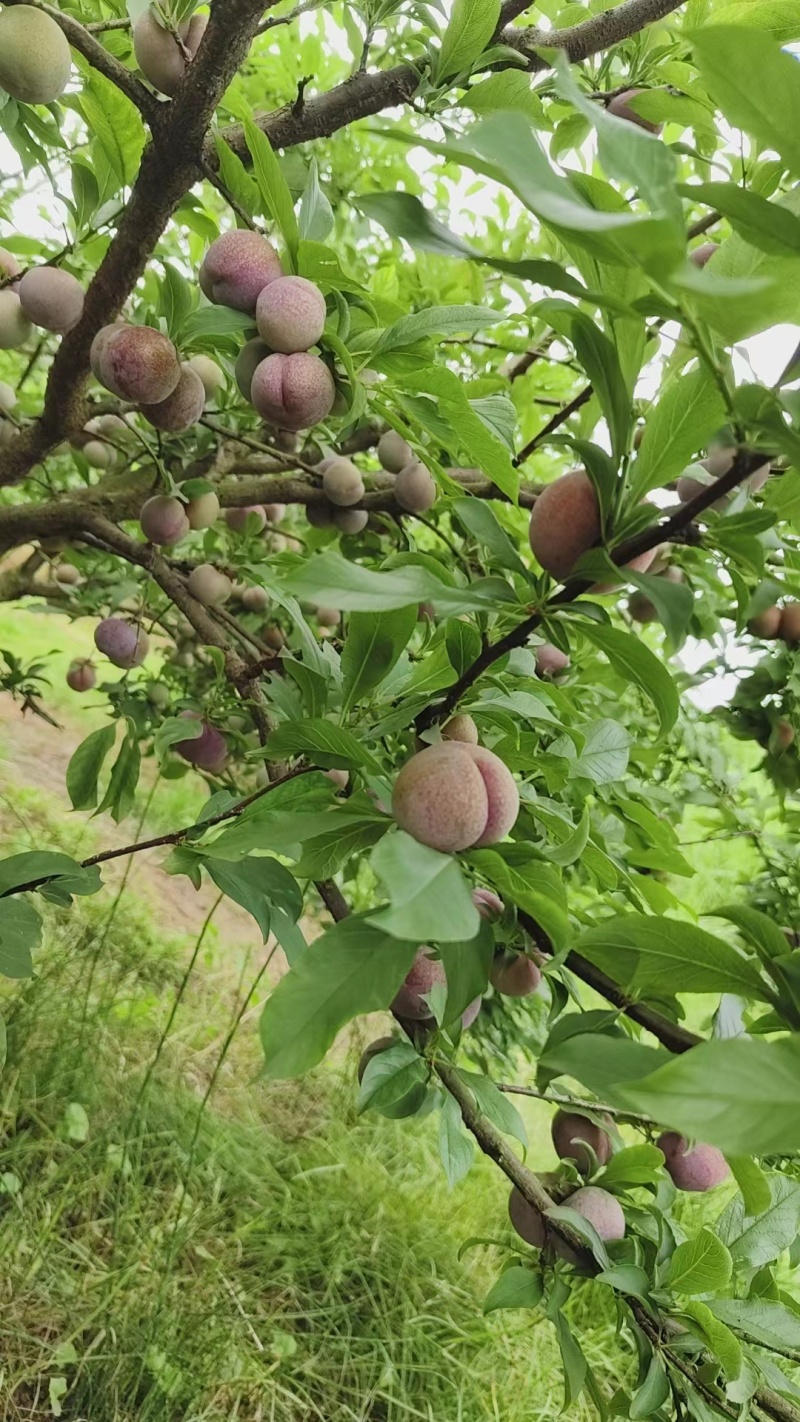 广西三华李