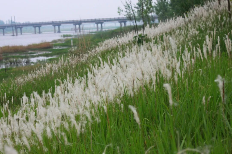 白茅根（白刀草）